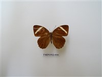 藏品(玉帶黛眼蝶)的圖片